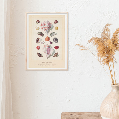 貝殻標本 アートポスター (62_shellspecimen)｜北欧 インテリア