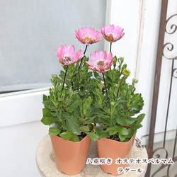 花苗 八重咲き オステオスペルマム ラグール 3.5号 多年草 四季咲き
