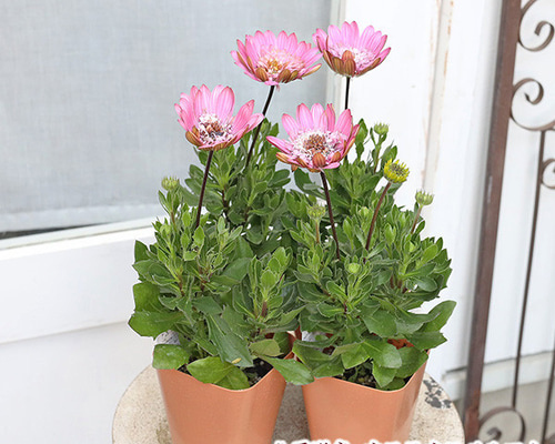 花苗 八重咲き オステオスペルマム ラグール 3.5号 多年草 四季咲き