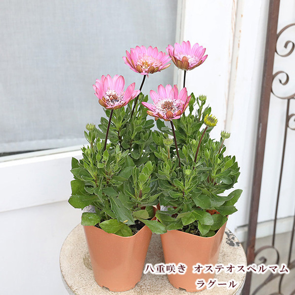 専用❤️速達付き同梱-250円　オフタルモフィルム 大型 紅風鈴玉 鉢のまま 専用❤️速達付き同梱-250円 オフタルモフィルム 大型 紅風鈴玉 鉢の