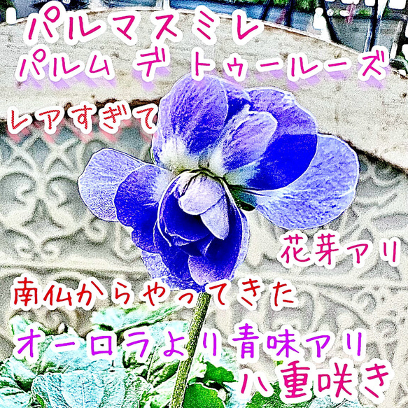 激レア❣️ 甘い香り ダッチェス デ パルメ パルマスミレ ダブル咲き