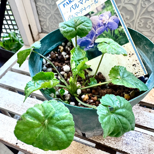 希少 パルマ・デ・トゥールーズ 八重咲き 耐寒-10℃寒さ強し パルマ