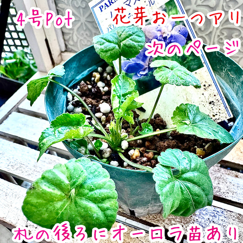 希少 パルマ・デ・トゥールーズ 八重咲き 耐寒-10℃寒さ強し パルマ