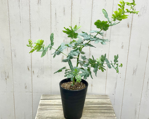 春待ちミモザ＊シルバーリーフが可愛い 株立ちミモザアカシアの苗（4号