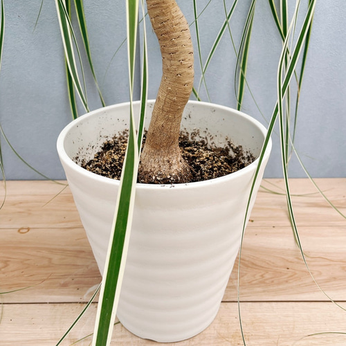 現品］【珍しい】1番 ブコニア レクルバータ バリエガータ 7号 観葉