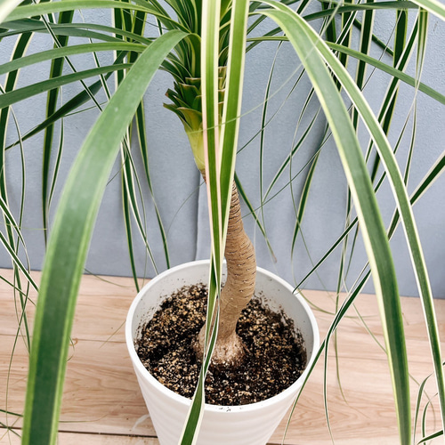 現品］【珍しい】1番 ブコニア レクルバータ バリエガータ 7号 観葉