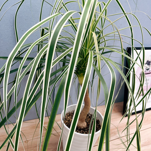 現品］【珍しい】1番 ブコニア レクルバータ バリエガータ 7号 観葉