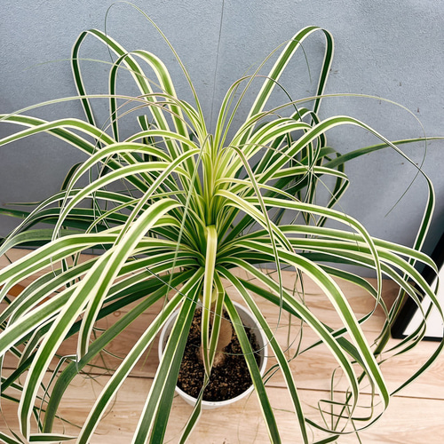 現品］【珍しい】1番 ブコニア レクルバータ バリエガータ 7号 観葉