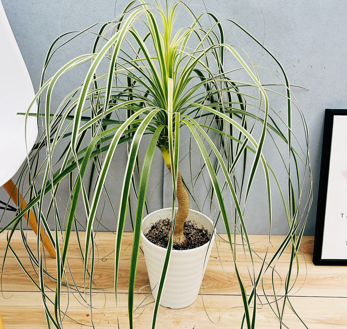 現品］【珍しい】1番 ブコニア レクルバータ バリエガータ 7号