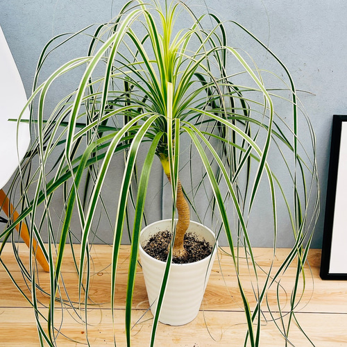 現品］【珍しい】1番 ブコニア レクルバータ バリエガータ 7号 観葉