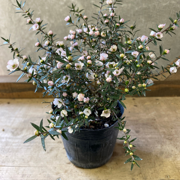 ギョリュウバイ　株立ち　白花 苗木 ギョリュウバイ 一重咲き 白花 アートフラワー plant life 通販