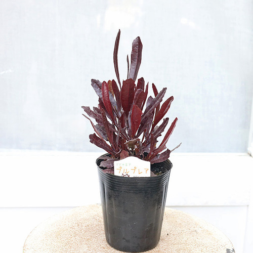 常緑苗木 ドドナエア プルプレア ポップブッシュ 3.5号 常緑樹 紅葉