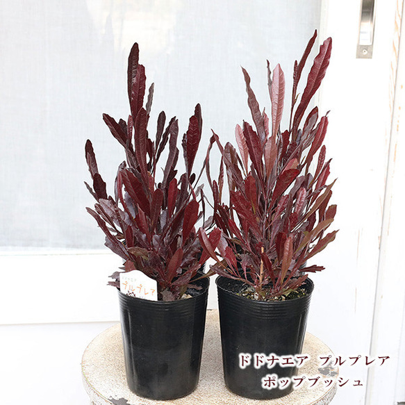 常緑苗木 ドドナエア プルプレア ポップブッシュ 3.5号 常緑樹 紅葉