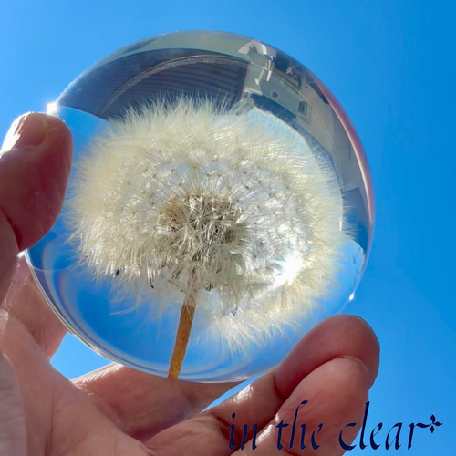 植物標本 たんぽぽ綿毛 レジン 8センチ球体 ハーバリウム・植物標本