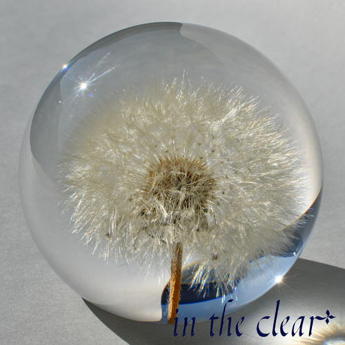 植物標本 たんぽぽ綿毛 レジン 8センチ球体 ハーバリウム・植物標本
