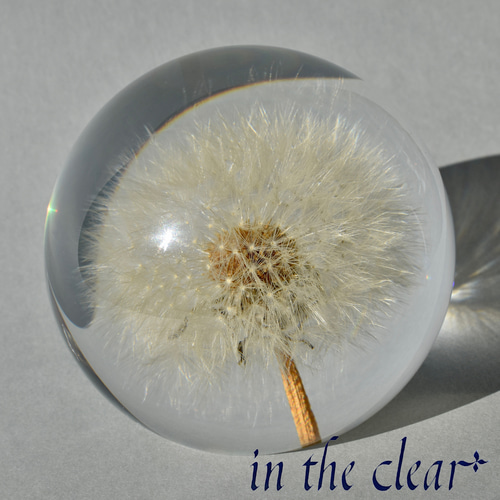 植物標本 たんぽぽ綿毛 レジン 8センチ球体 ハーバリウム・植物標本