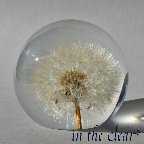 植物標本 たんぽぽ綿毛 レジン 8センチ球体 ハーバリウム・植物標本