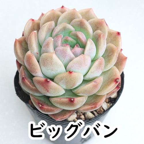 ビッグバン【エケベリア 多肉植物】 多肉植物 エケベリアSKETCH