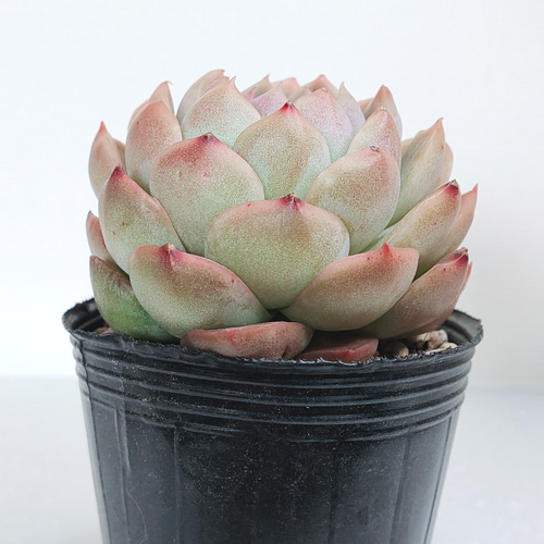GW前 特別価格】ビッグバン【エケベリア 多肉植物】 多肉植物 GW前 特別価格】ビッグバン【エケベリア 多肉植物】 多肉植物