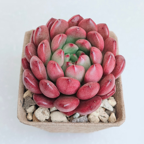 ピンクルルビー　群生　エケベリア　多肉植物 ピンクルルビー【グラプトベリア 多肉植物】 多肉植物 エケベリア