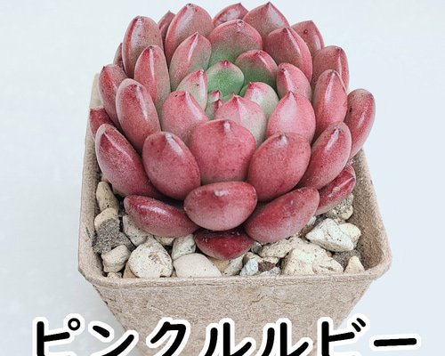 多肉植物^o^  ピンクルルビー ピンクルルビー 抜き苗 多肉植物