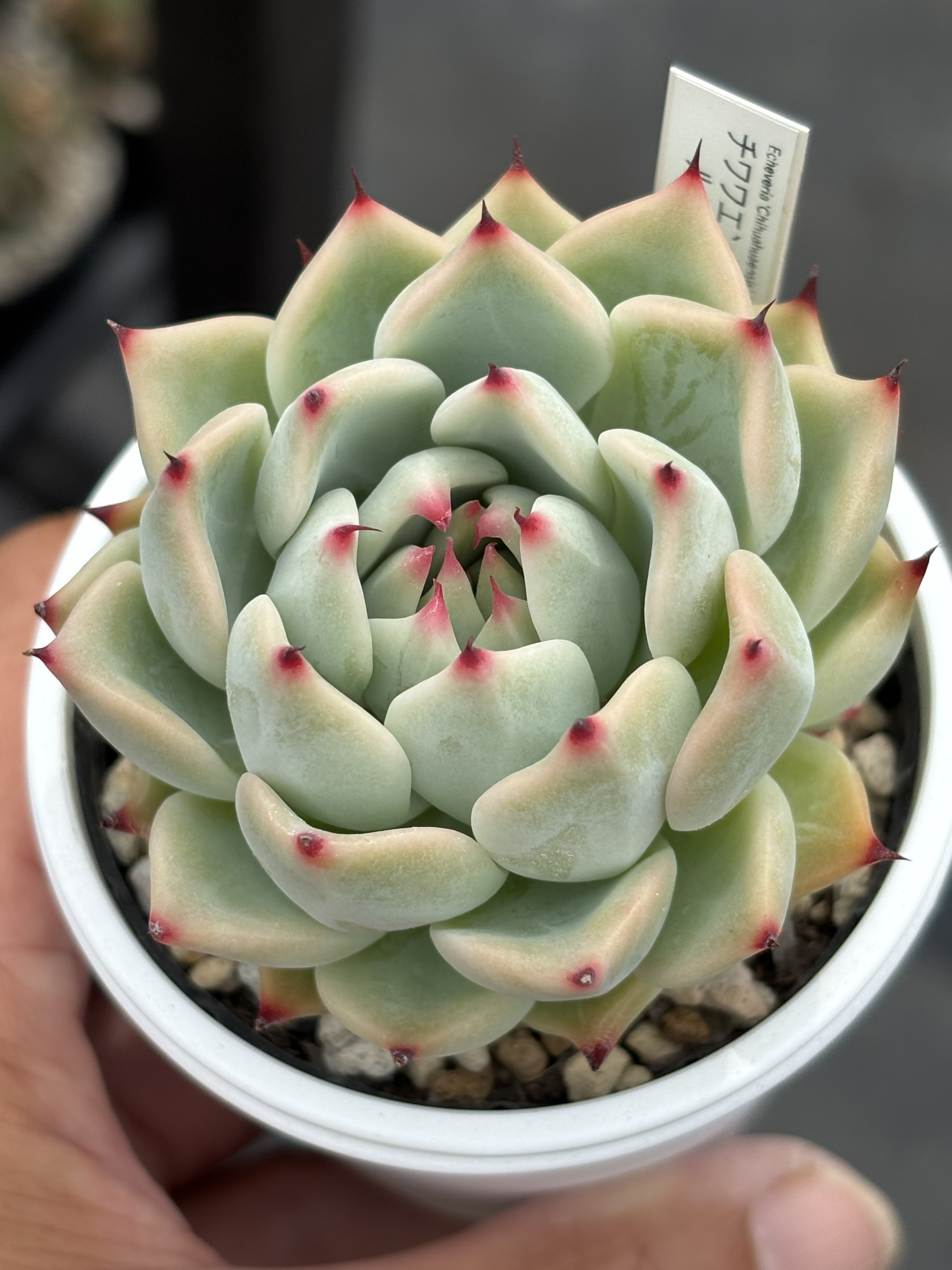 中華のおせち贈り物 人気品種！☆チワワエンシス×ルシンダ（子株付き）多肉植物 自家 その他多肉植物