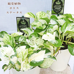 b494267d54e40a3b41795c7ae141d4