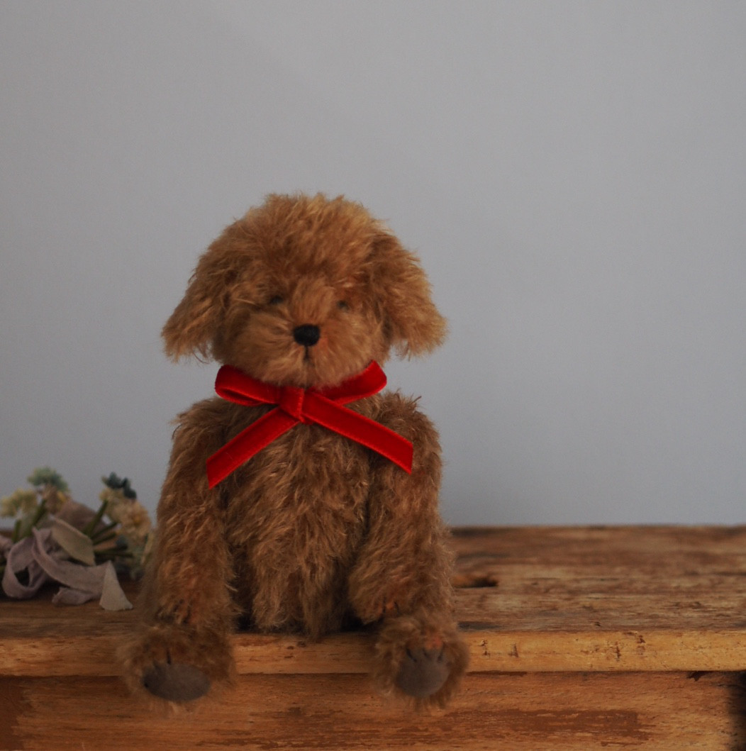 ciel étoilé オリジナル Standard size toy poodle トイプードル ciel étoilé オリジナル Standard size toy poodle トイプードル