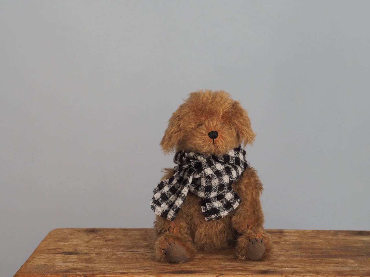 ciel étoilé オリジナル Standard size toy poodle トイプードル ciel étoilé オリジナル Standard size toy poodle トイプードル