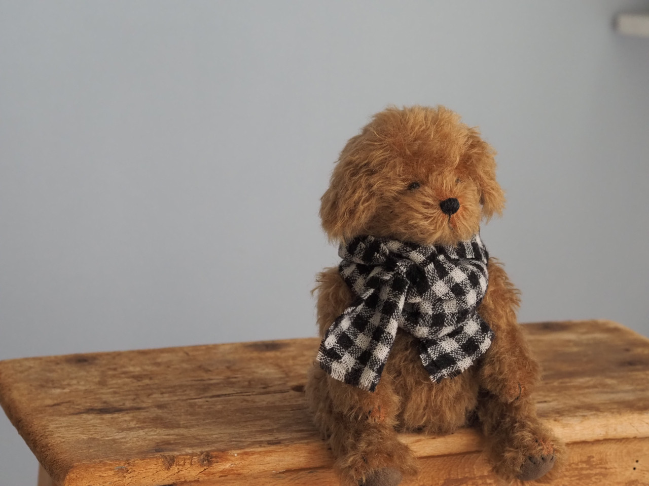 ciel étoilé  オリジナル Standard size toy poodle トイプードル
