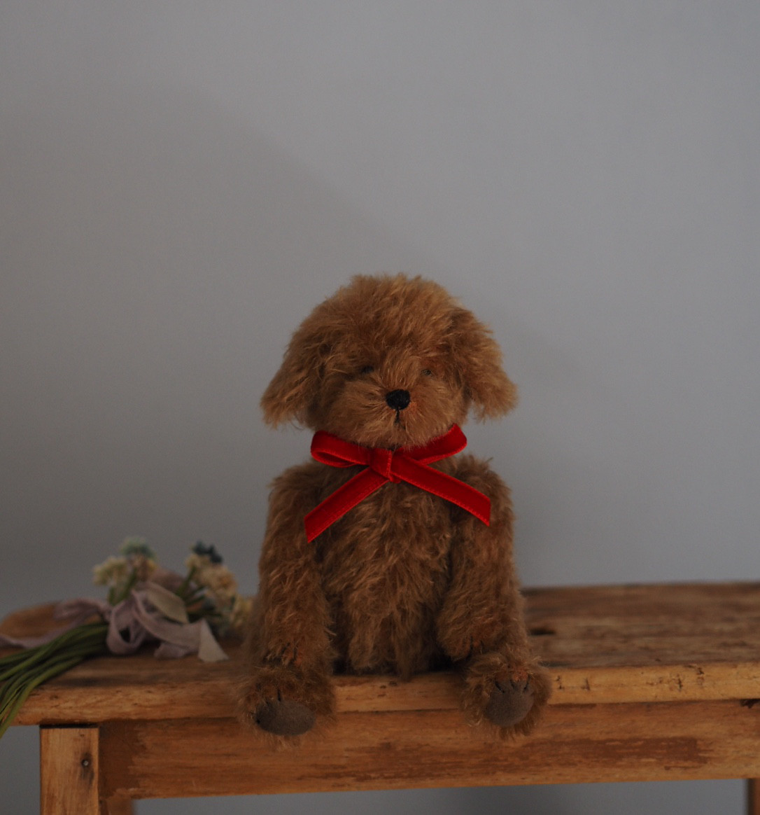 ciel étoilé  オリジナル Standard size toy poodle トイプードル