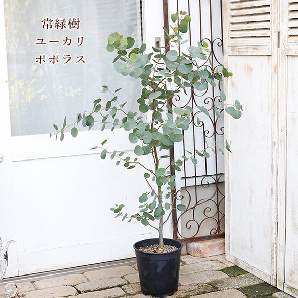 現品販売 常緑苗木 ユーカリ ポポラス(ポリアンセモス) 7号 高さ