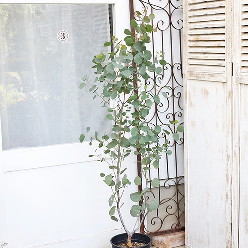 ユーカリ ポポラス 大きめ鉢植え 苗 シンボルツリー 大きめ♡ ユーカリ
