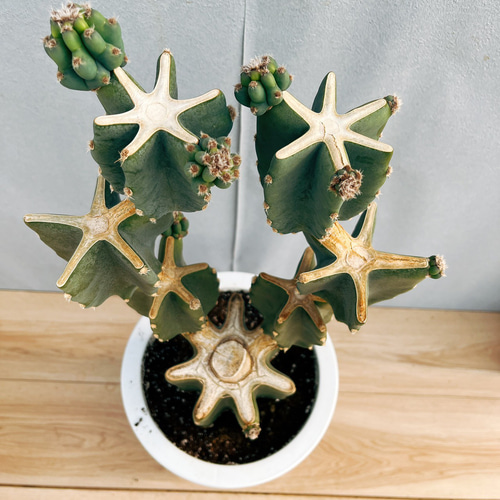 【オープニングセール】 鬼面角 柱サボテン 現品］29番 ブランチ 室内 観葉植物 8号 サボテン