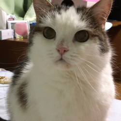 羊毛フェルト【オーダーメイド】うちの子オーダー✴︎ネコ＊ねこ＊猫＊ペット*ハンドメイド✴︎ペットロスペットロス 8枚目の画像