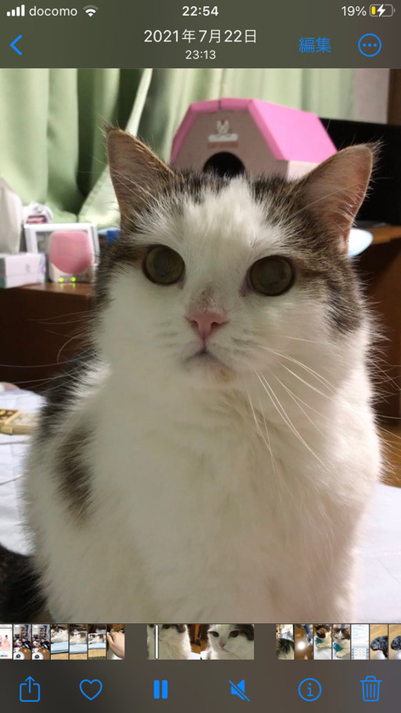 羊毛フェルト【オーダーメイド】うちの子オーダー✴︎ネコ＊ねこ＊猫＊ペット*ハンドメイド✴︎ペットロスペットロス 8枚目の画像