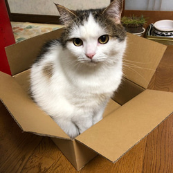 羊毛フェルト【オーダーメイド】うちの子オーダー✴︎ネコ＊ねこ＊猫＊ペット*ハンドメイド✴︎ペットロスペットロス 7枚目の画像