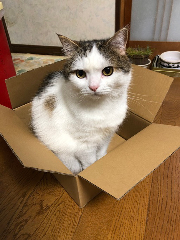 羊毛フェルト【オーダーメイド】うちの子オーダー✴︎ネコ＊ねこ＊猫＊ペット*ハンドメイド✴︎ペットロスペットロス 7枚目の画像