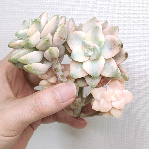 ティテュバンス錦（アプリコット美人）(微根) 【グラプトベリア 多肉