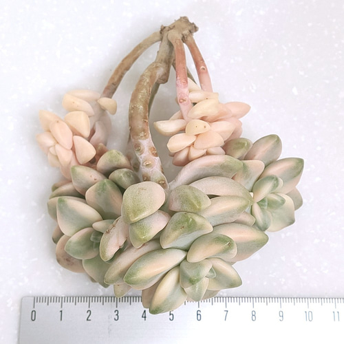 ティテュバンス錦（アプリコット美人）(微根) 【グラプトベリア 多肉