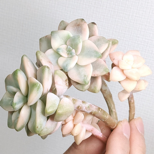 ティテュバンス錦（アプリコット美人）(微根) 【グラプトベリア 多肉