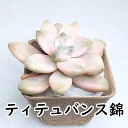 多肉植物 インテリア雑貨・生活道具 のおすすめ人気通販｜Creema