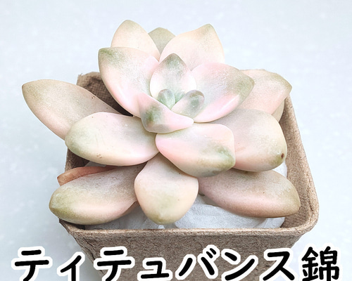 ティテュバンス錦 多肉植物 楽天市場】農園直売 多肉植物 寄せ植え グラプトべリア属