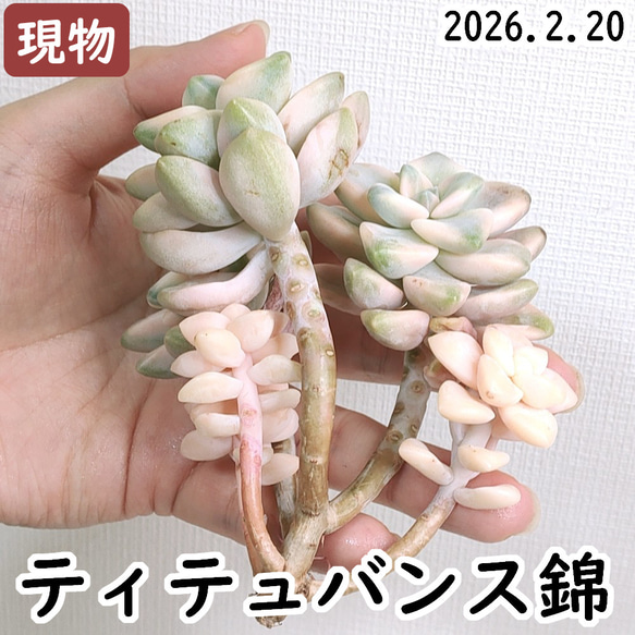 ティテュバンス錦（アプリコット美人）(微根) 【グラプトベリア 多肉