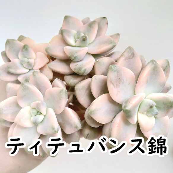ティテュバンス錦（アプリコット美人）【グラプトベリア 多肉植物