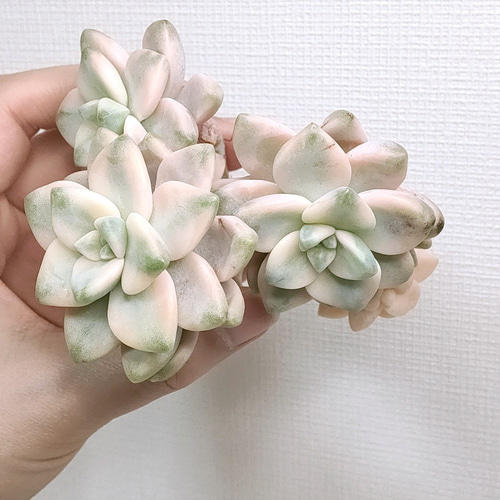 ティテュバンス錦（アプリコット美人）(微根) 【グラプトベリア 多肉