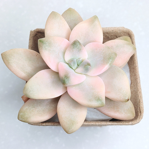 多肉植物^o^  ティテュバンス錦 多肉植物^o^ ティテュバンス錦 ティテュバンス錦 – 多肉植物の