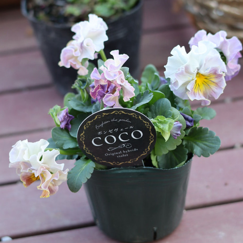 ボール咲き中輪パンジー cocoポンゼヴェール 2ポットセット その他