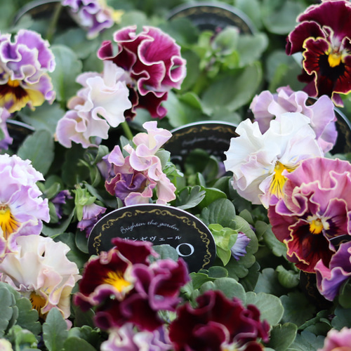 ボール咲き中輪パンジー cocoポンゼヴェール 2ポットセット その他