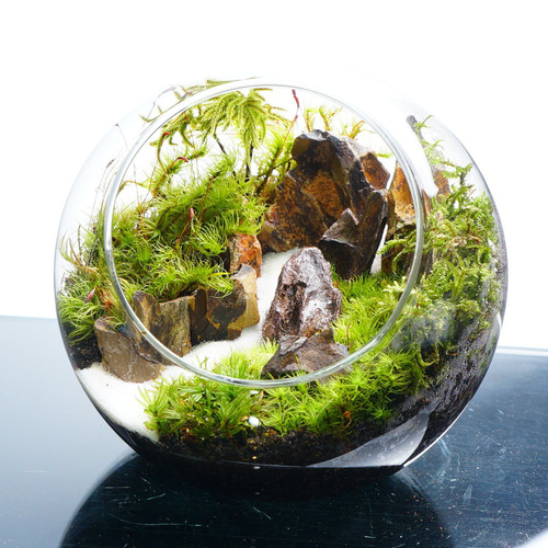 完成品】苔テラリウム 渓谷の風景 プレゼント 気孔石 観葉植物 新生活
